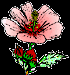 hib_754.gif